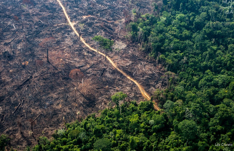 Desmatamento cai no Xingu, mas temos o que comemorar?