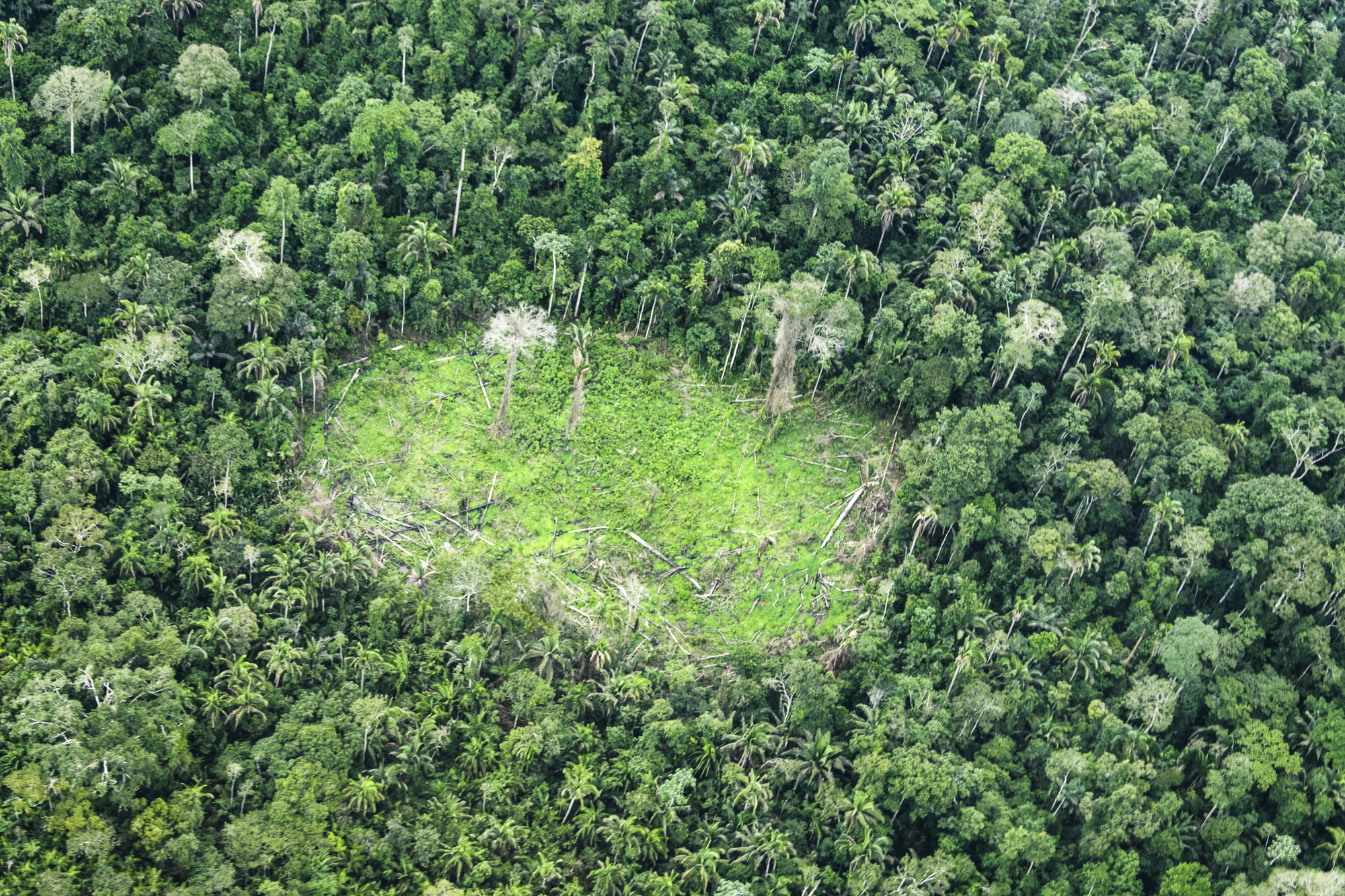 Destruição da floresta é resultado da abertura de áreas para garimpo, exploração agropecuária e grilagem de terras
